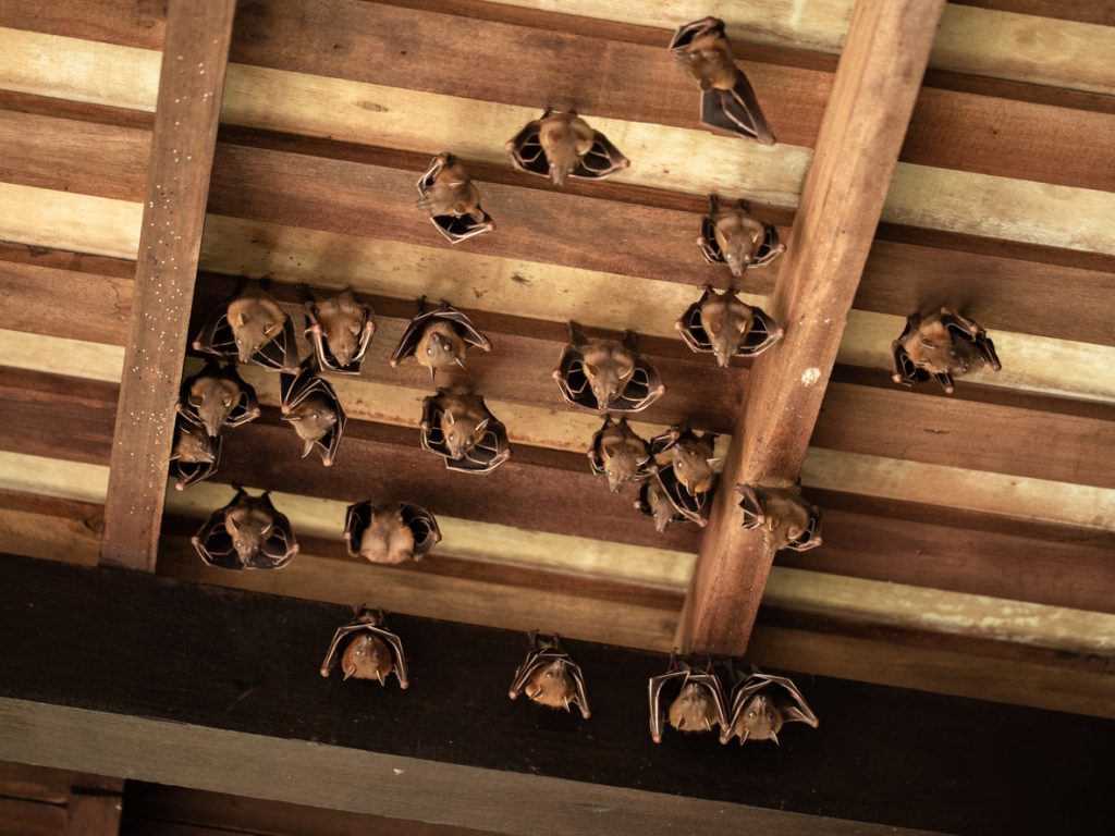 Bats