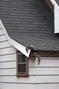 Squirrels Under Roof