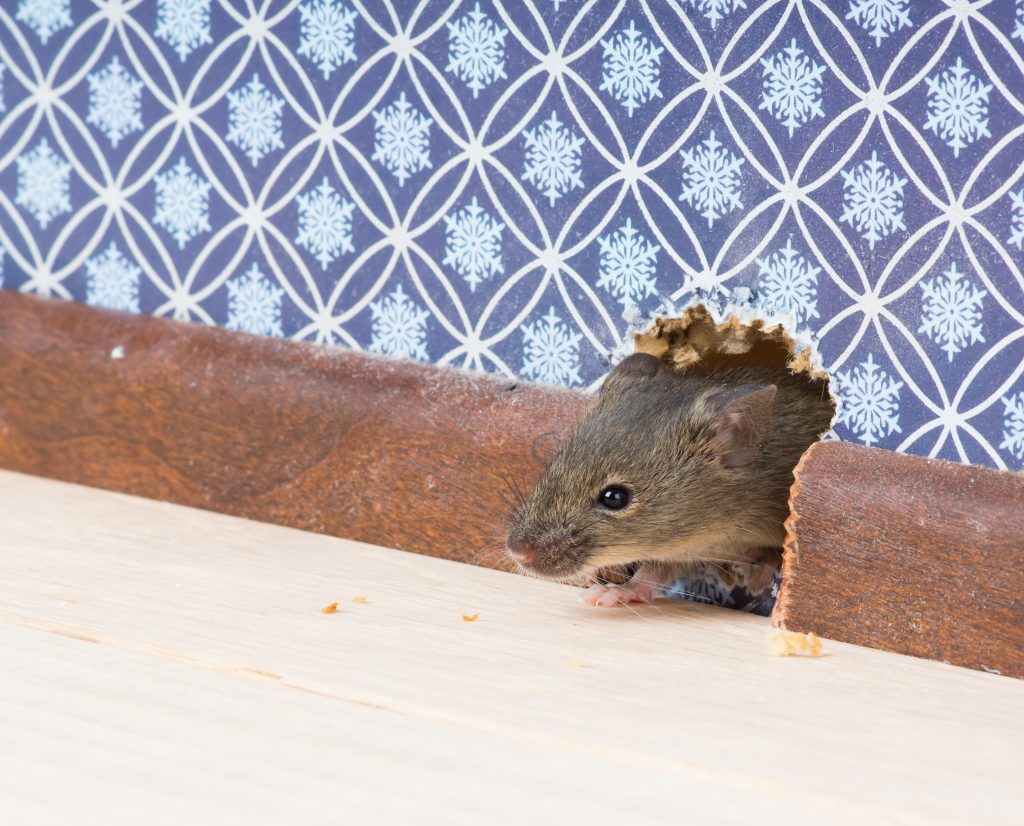 Mouse