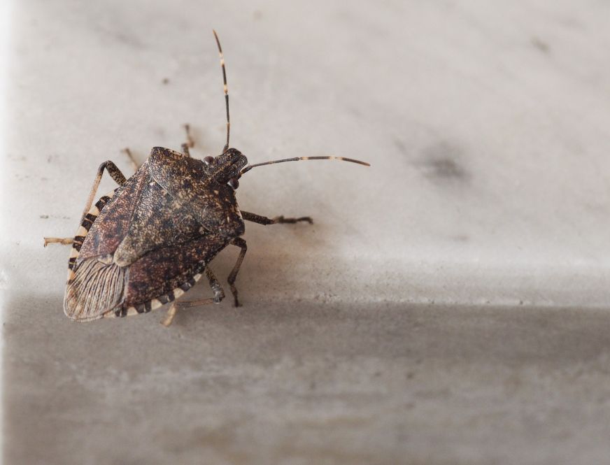 Stink Bug