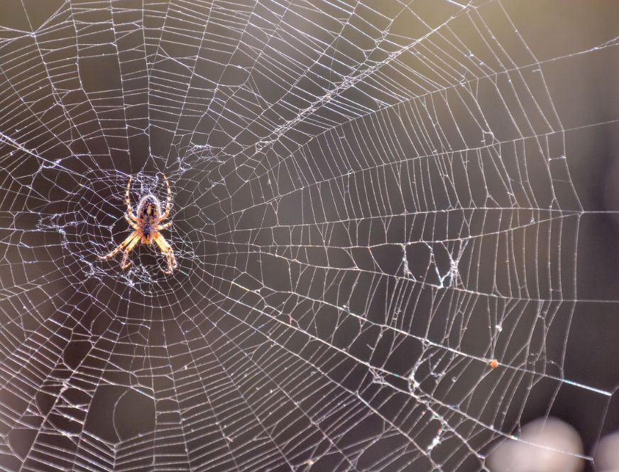 Spider