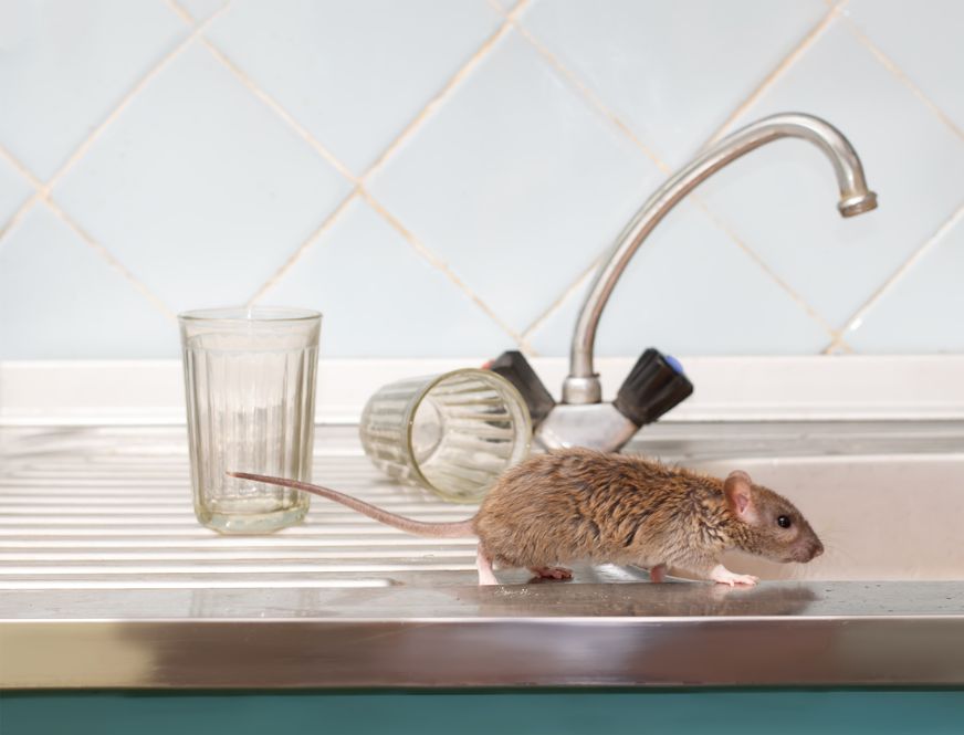 Mouse on Counter