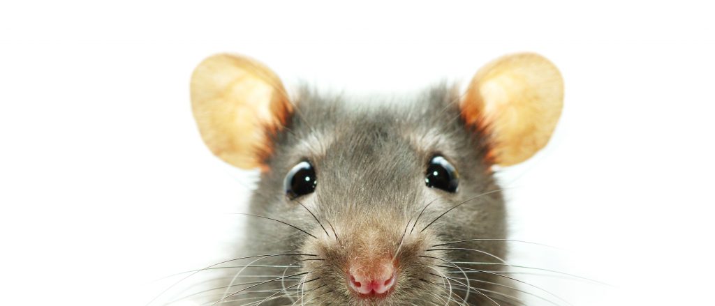Mouse