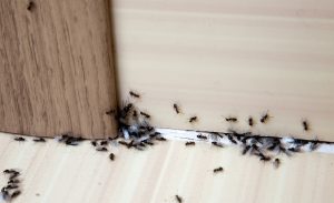 Pest Control for Ants in New York | Pestech Pest Solutions