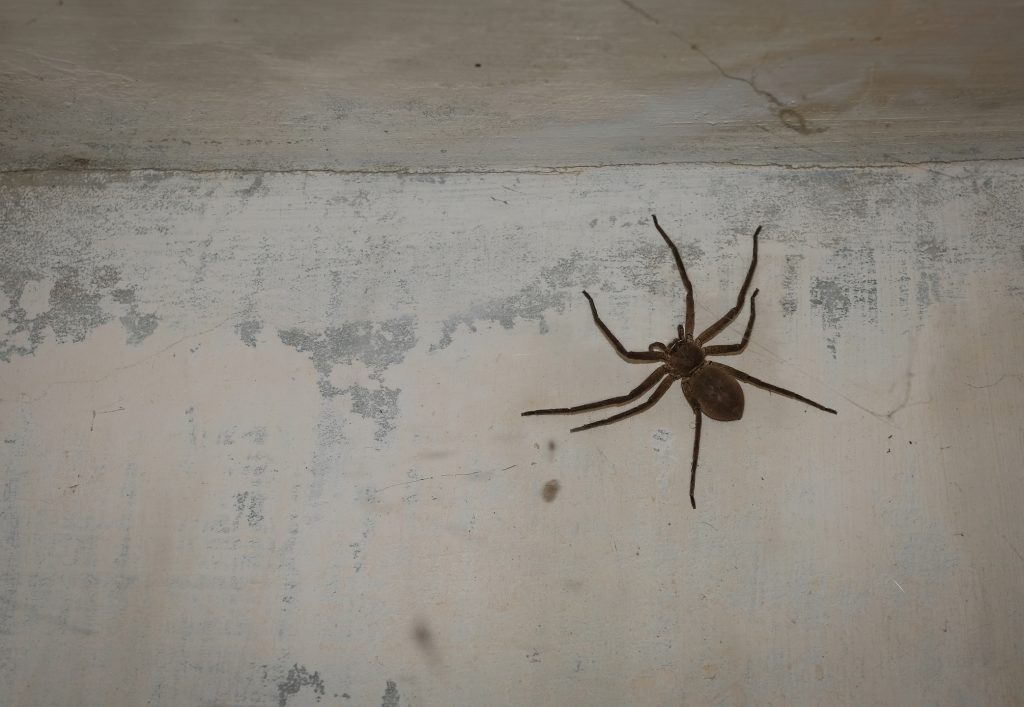 Huge spider on old wall