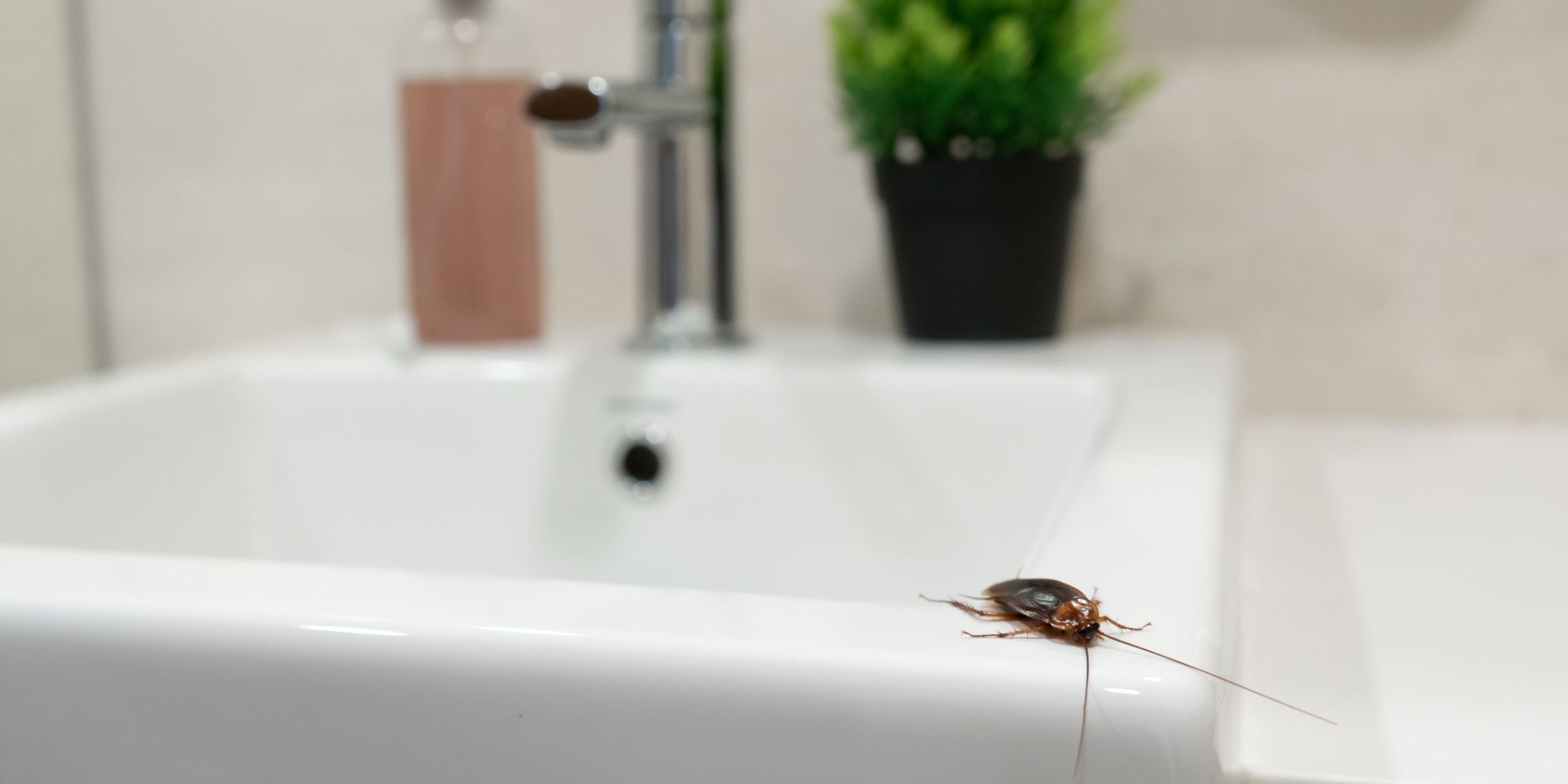 Cockroach