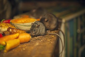 Rats eating in messy kitchen