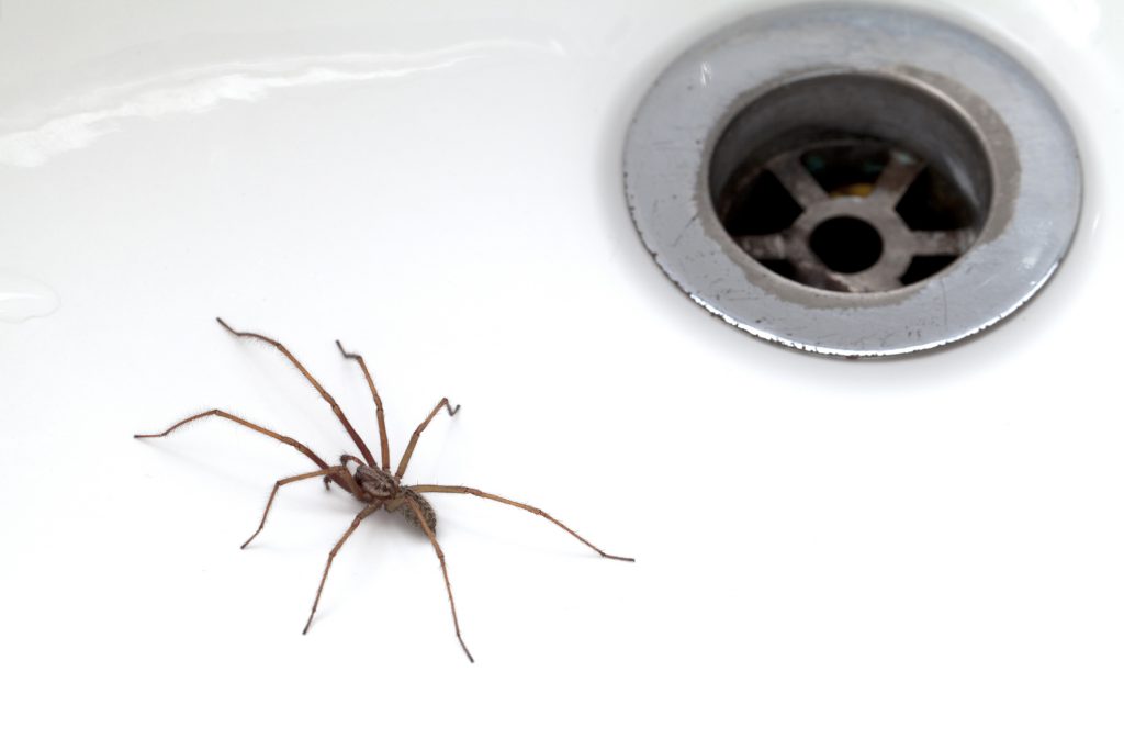 Spider in the Bath