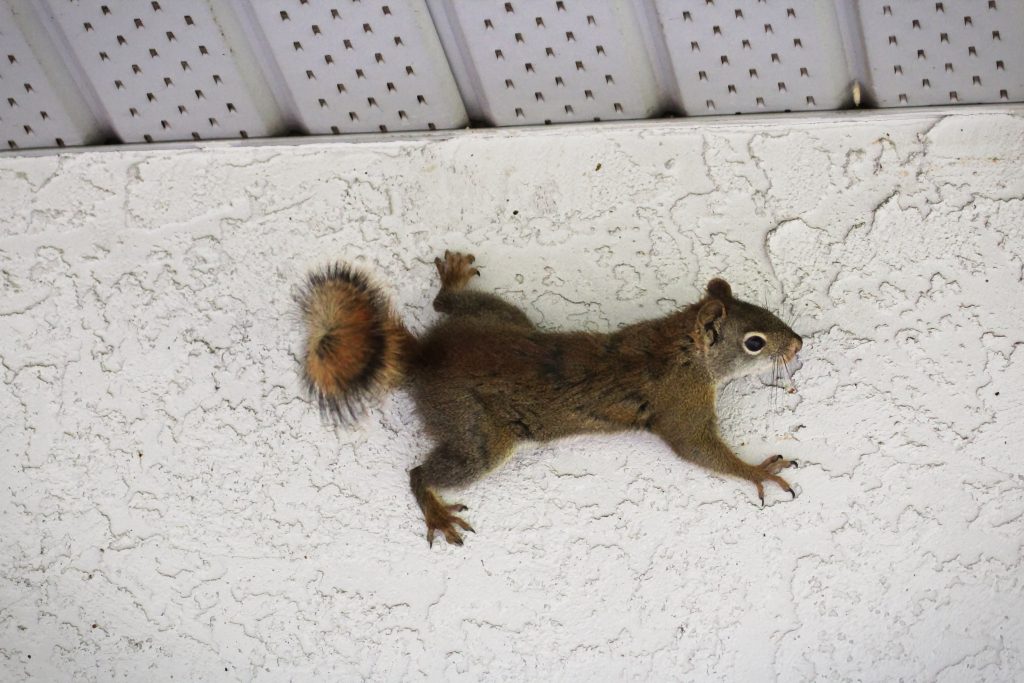 A squirrel of the side of a stucco wall