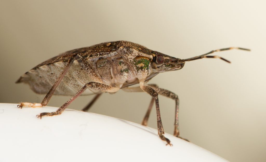 Side view of a Brown Marmorated stink bug.