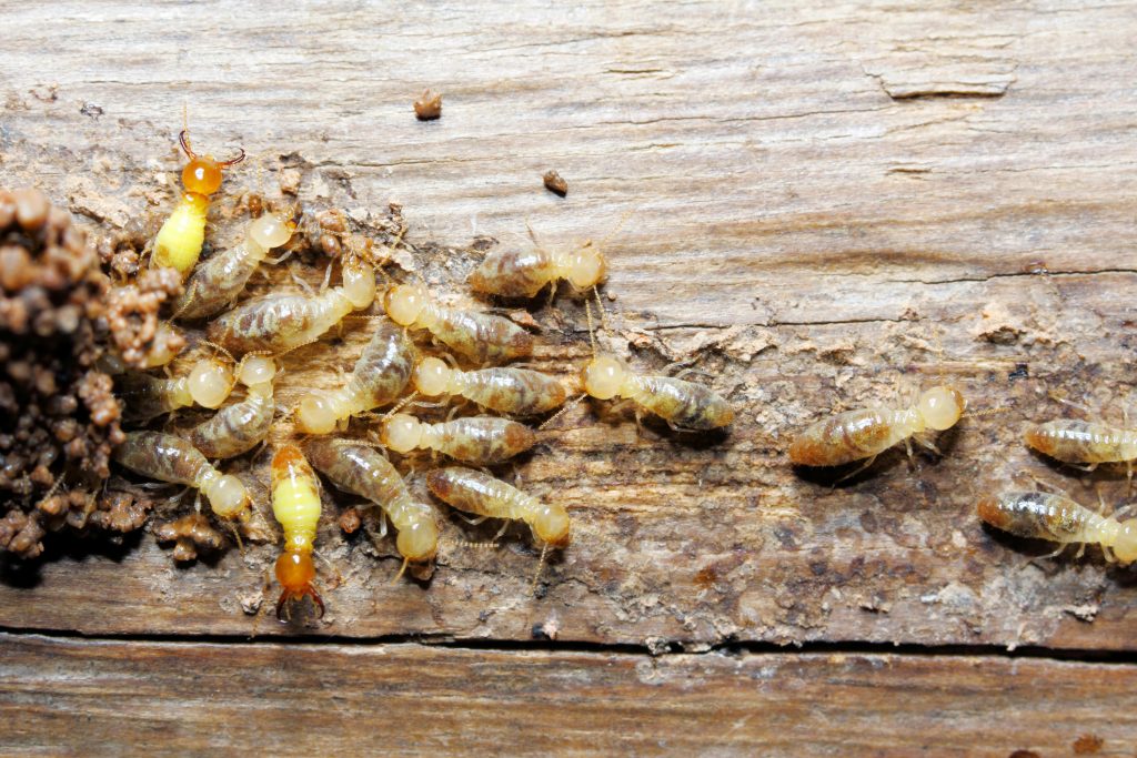 Termite on wood background
