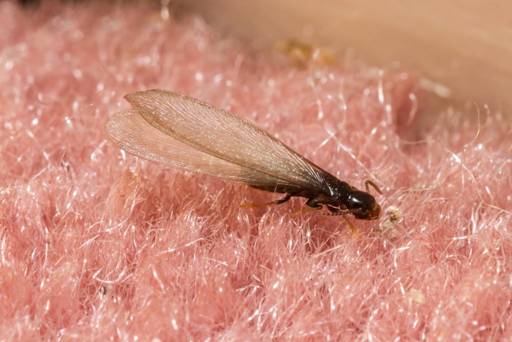 Flying termite inside on home's carpet.