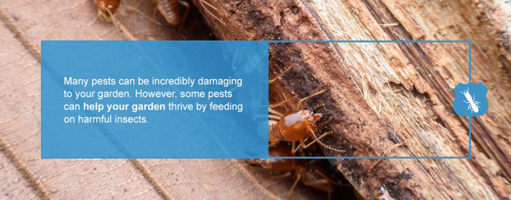 Common Pests in New York