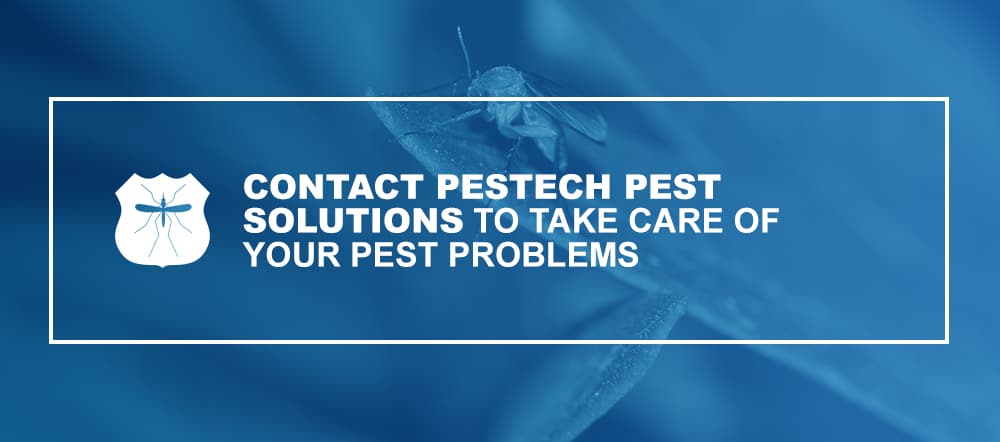 Contact Pestech Pest Control