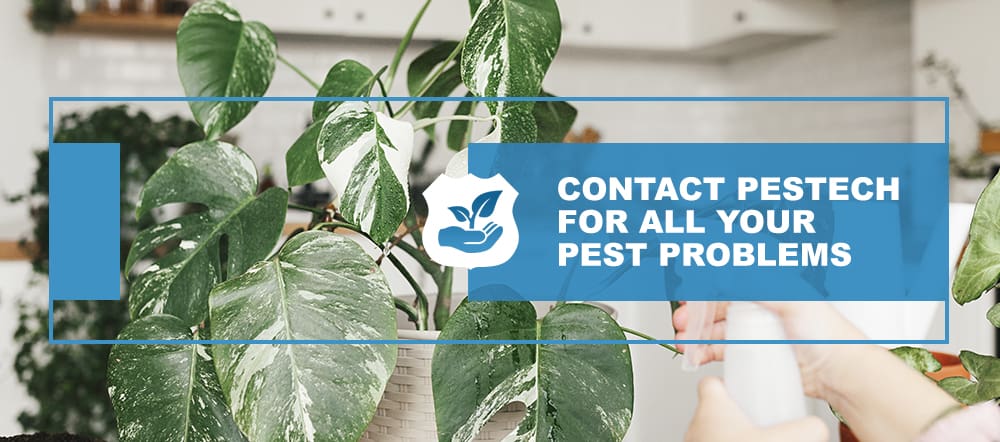 Contact Pestech Pest Control Company