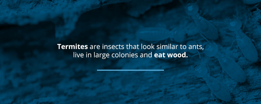 Why Is It so Costly to Control Termite Infestations?