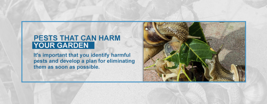 Pests That Can Harm Your Garden