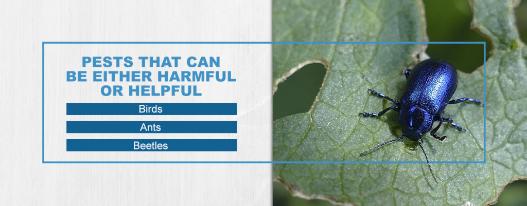 Pests That Can Be Either Harmful or Helpful