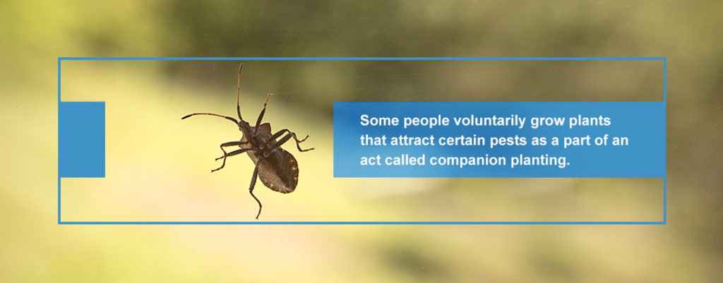Pests and Gardening: Companion Planting
