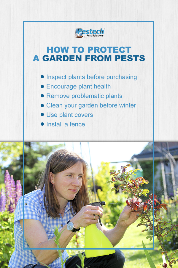 How to Protect a Garden From Pests