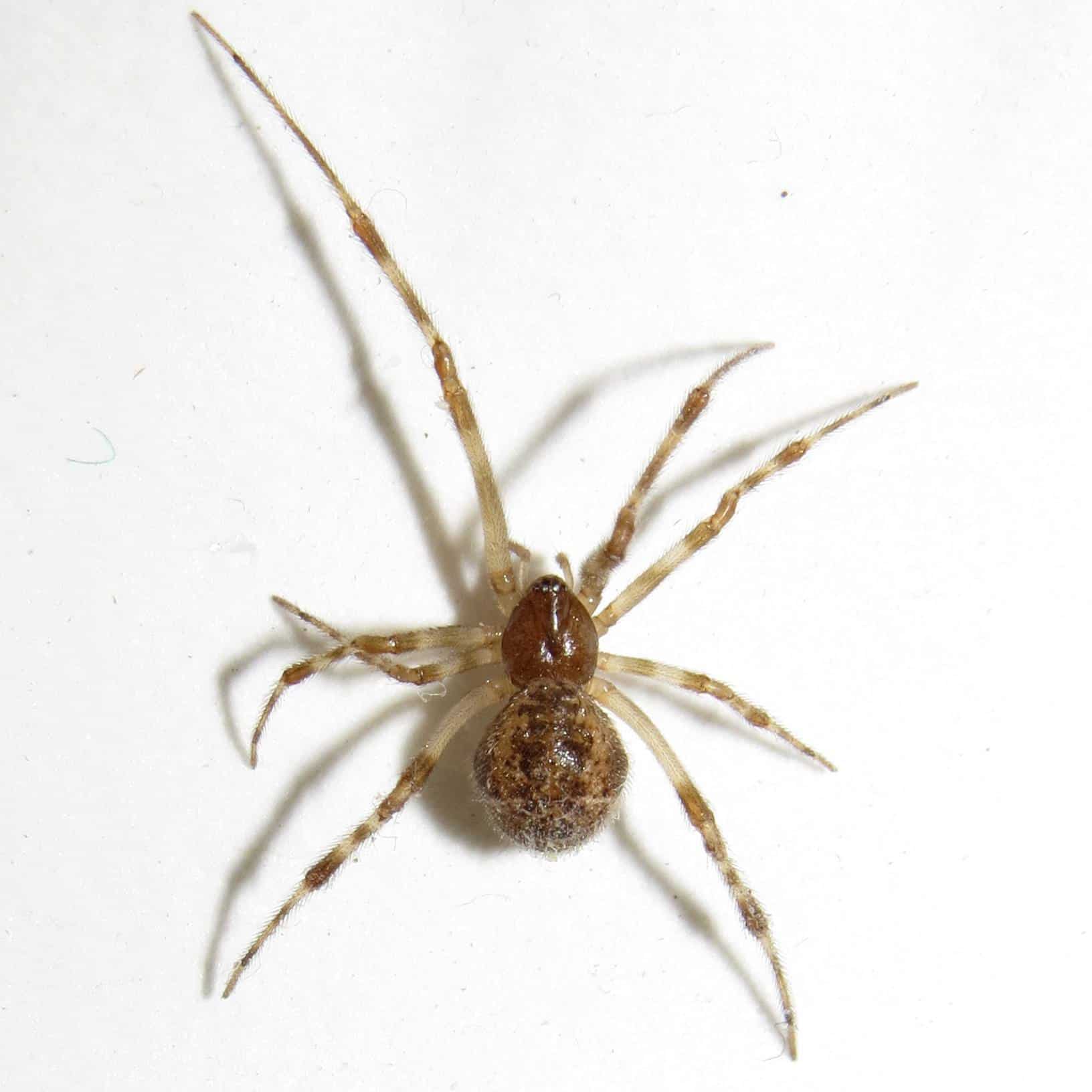 Common New York Spiders & Where They'll Be Hiding | Pestech