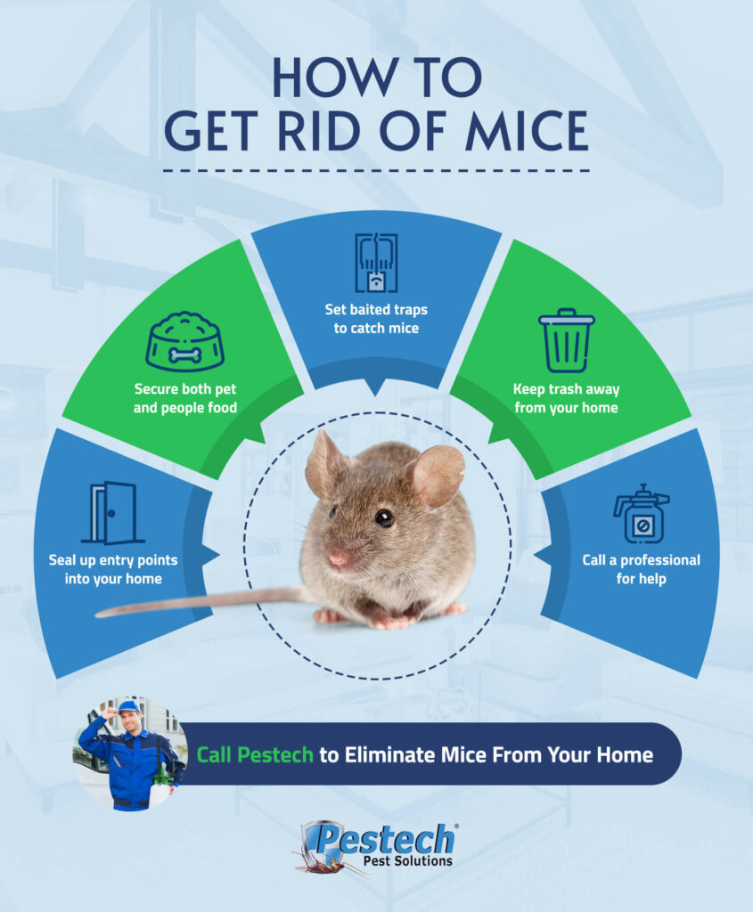 Chapter 4: How To Get Rid Of Mice - Online Guide | Pestech