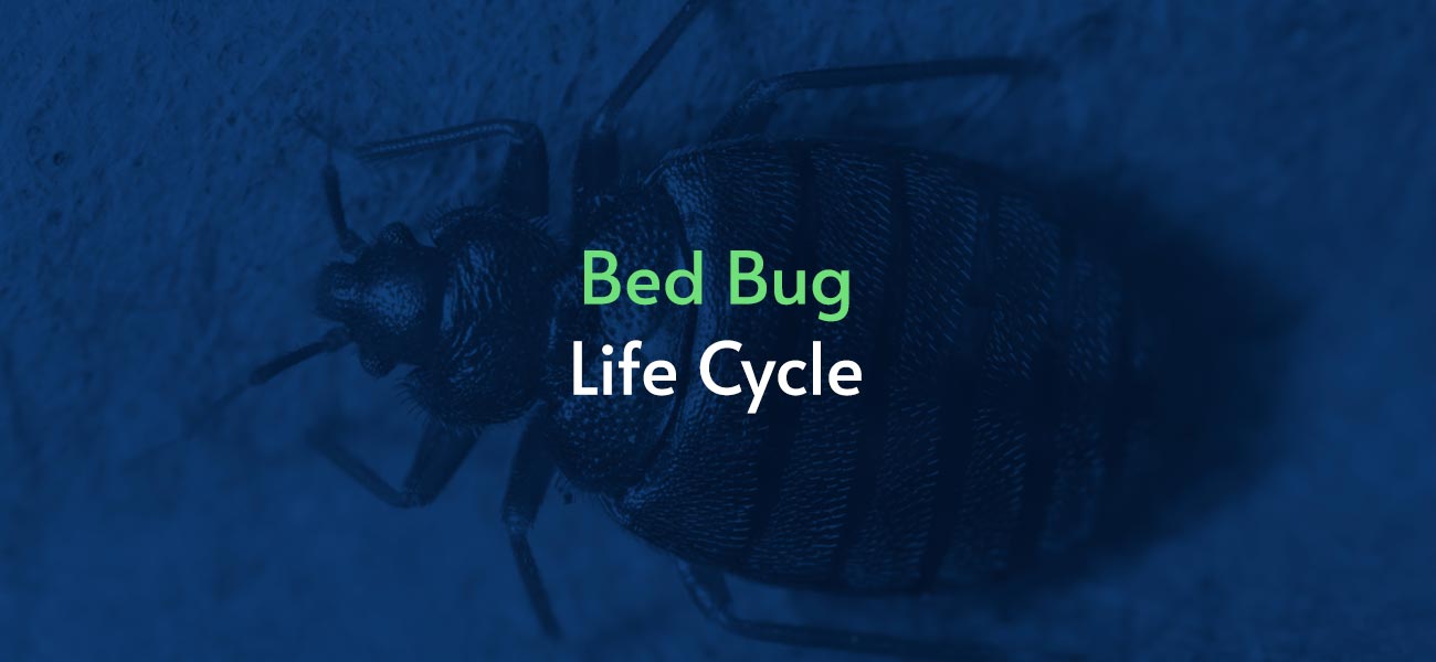 bed bug life cycle