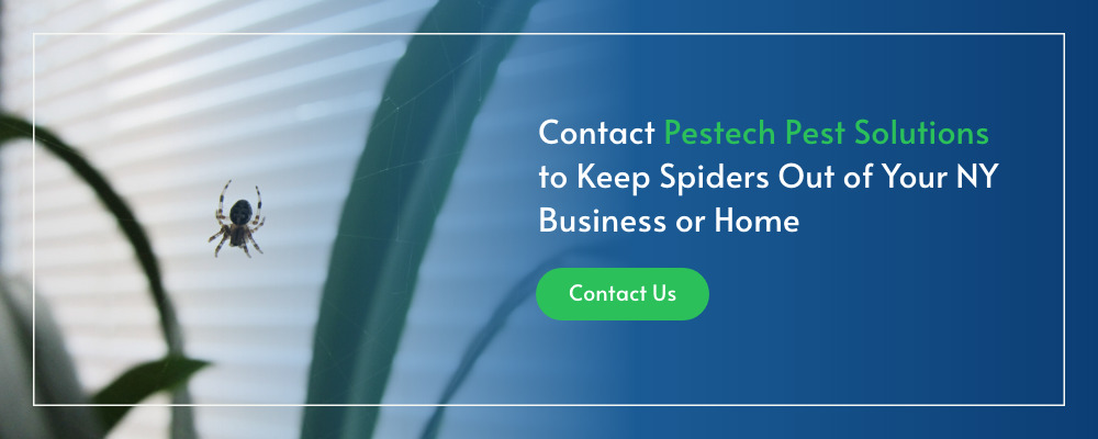 Contact Us to Keep Spiders Out