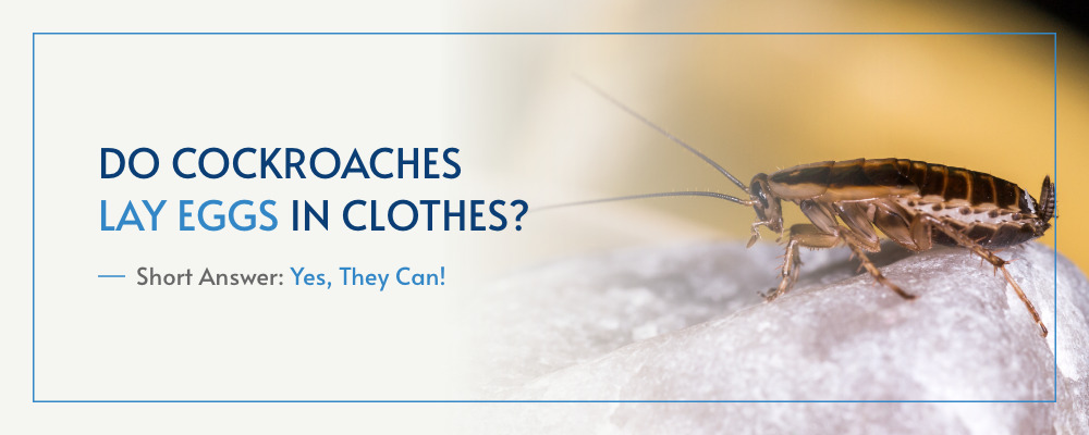 Do Cockroaches Lay Eggs In Clothes?