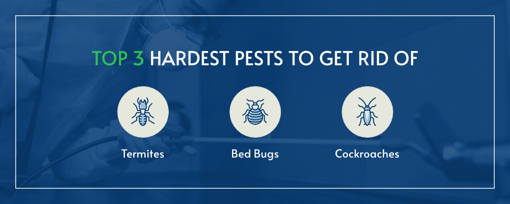 Top 3 Hardest Pests to Get Rid Of