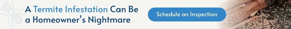 Termite Infestation? Schedule an Inspection