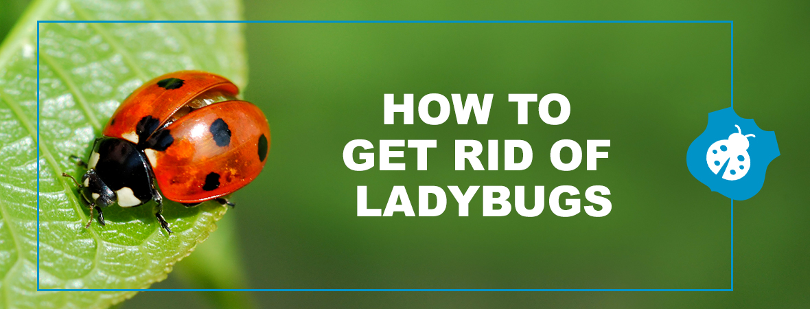 Are Lady Bugs Poisonous?