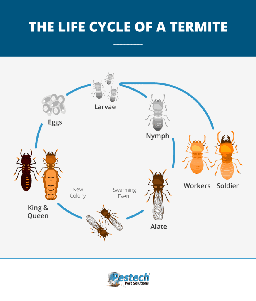 baby termites look like