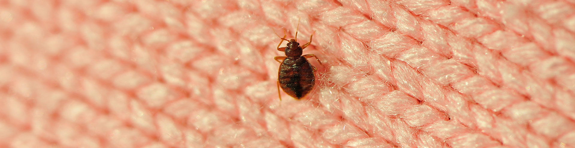 A lone bed bug crawling along a pink piece of fabric.