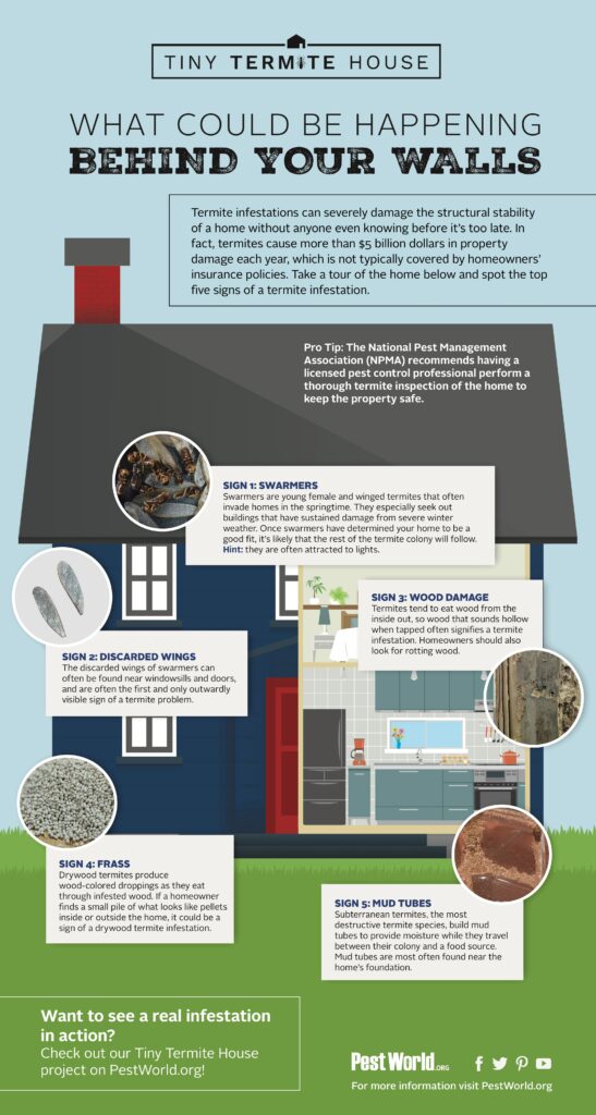 Signs of Termite Damage in Home