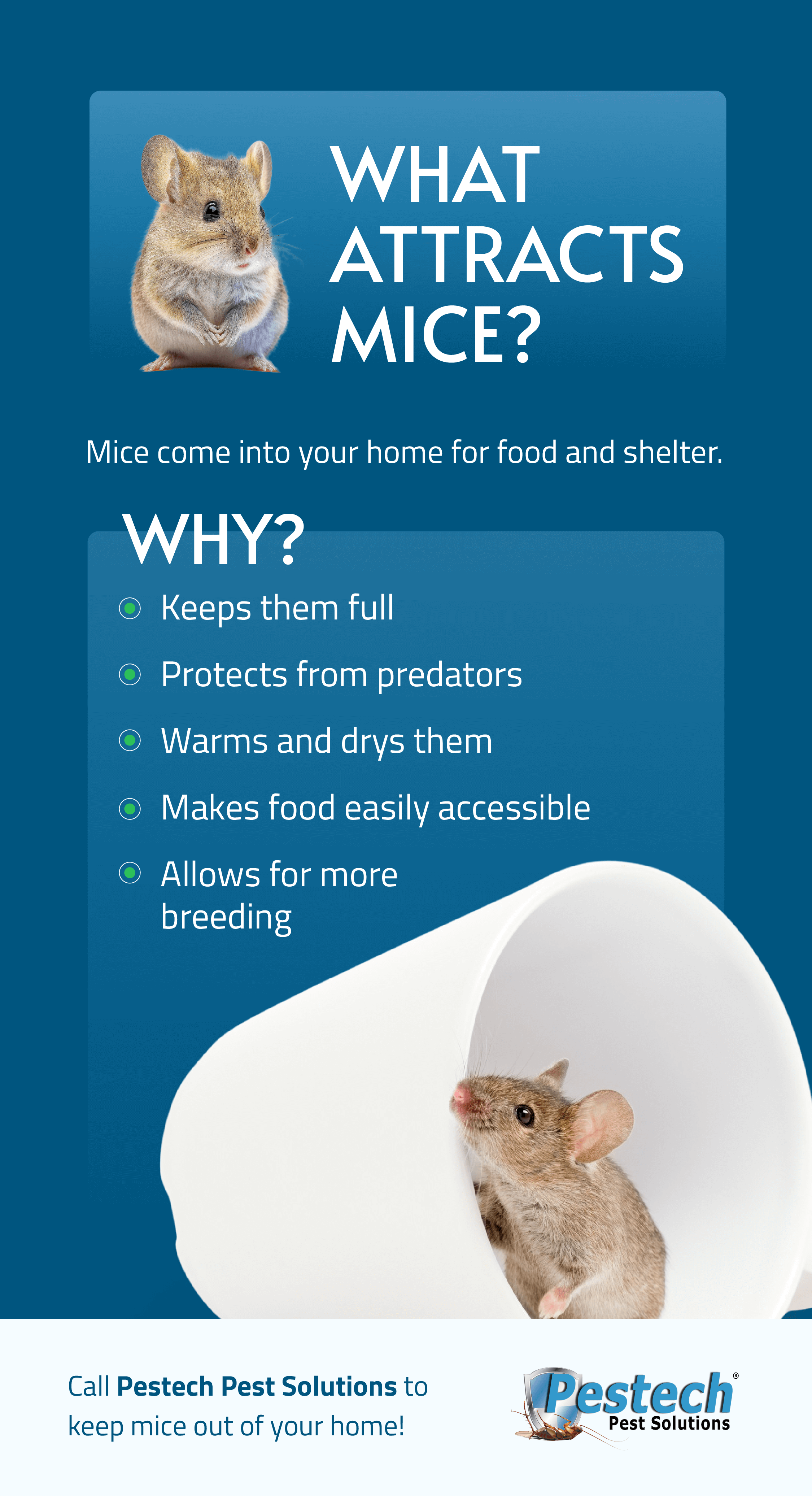 How To Keep Mice Out Of Your Home